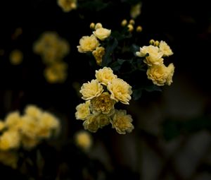 Preview wallpaper flowers, yellow, roses, bush, blur