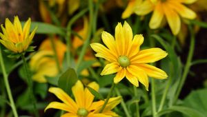 Preview wallpaper flowers, yellow rudbeckia, dew drops, leaves, herbs