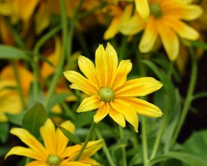 Preview wallpaper flowers, yellow rudbeckia, dew drops, leaves, herbs