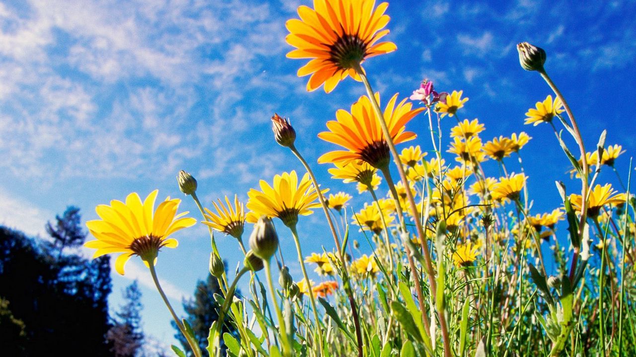 Wallpaper flowers, yellow, sky, grass, meadow, sunny