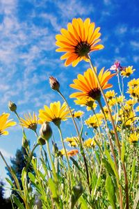 Preview wallpaper flowers, yellow, sky, grass, meadow, sunny