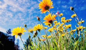 Preview wallpaper flowers, yellow, sky, grass, meadow, sunny