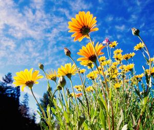 Preview wallpaper flowers, yellow, sky, grass, meadow, sunny