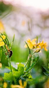 Preview wallpaper flowers, yellow, spring, insect