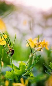 Preview wallpaper flowers, yellow, spring, insect