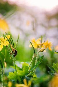 Preview wallpaper flowers, yellow, spring, insect