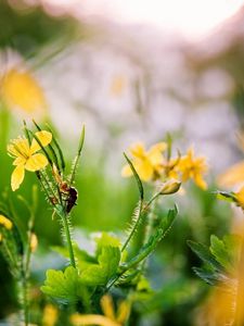 Preview wallpaper flowers, yellow, spring, insect