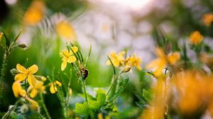 Preview wallpaper flowers, yellow, spring, insect