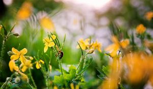 Preview wallpaper flowers, yellow, spring, insect