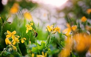 Preview wallpaper flowers, yellow, spring, insect