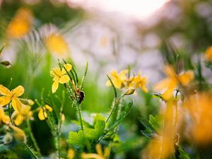 Preview wallpaper flowers, yellow, spring, insect