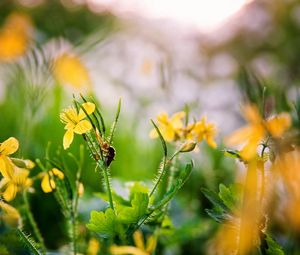 Preview wallpaper flowers, yellow, spring, insect