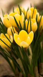 Preview wallpaper flowers, yellow, stem, blossom