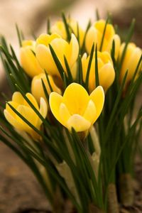 Preview wallpaper flowers, yellow, stem, blossom