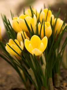 Preview wallpaper flowers, yellow, stem, blossom