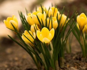 Preview wallpaper flowers, yellow, stem, blossom