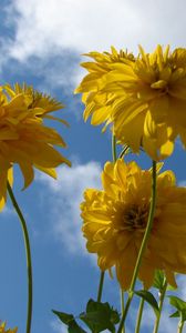 Preview wallpaper flowers, yellow, stems, sky