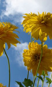 Preview wallpaper flowers, yellow, stems, sky