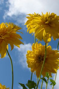 Preview wallpaper flowers, yellow, stems, sky
