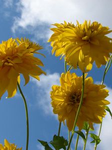 Preview wallpaper flowers, yellow, stems, sky