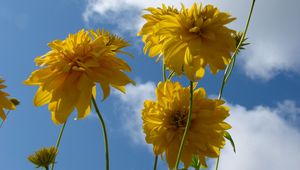 Preview wallpaper flowers, yellow, stems, sky