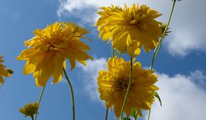 Preview wallpaper flowers, yellow, stems, sky