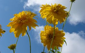 Preview wallpaper flowers, yellow, stems, sky