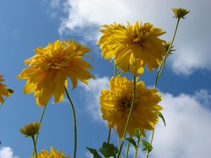 Preview wallpaper flowers, yellow, stems, sky