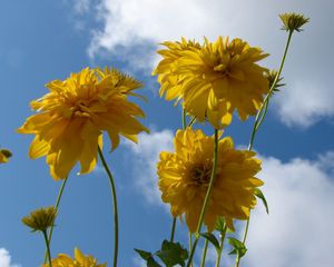 Preview wallpaper flowers, yellow, stems, sky