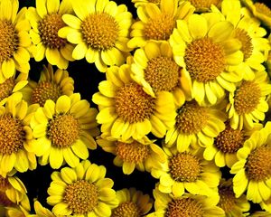 Preview wallpaper flowers, yellow, sunny, close-up