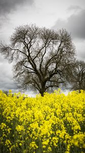 Preview wallpaper flowers, yellow, tree, nature, spring