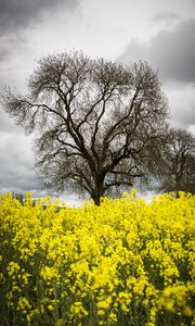Preview wallpaper flowers, yellow, tree, nature, spring