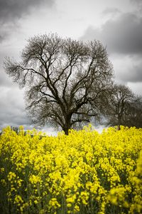 Preview wallpaper flowers, yellow, tree, nature, spring