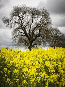Preview wallpaper flowers, yellow, tree, nature, spring