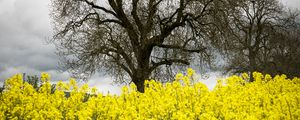 Preview wallpaper flowers, yellow, tree, nature, spring