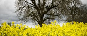 Preview wallpaper flowers, yellow, tree, nature, spring