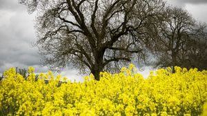 Preview wallpaper flowers, yellow, tree, nature, spring