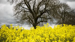 Preview wallpaper flowers, yellow, tree, nature, spring