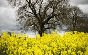 Preview wallpaper flowers, yellow, tree, nature, spring