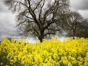 Preview wallpaper flowers, yellow, tree, nature, spring