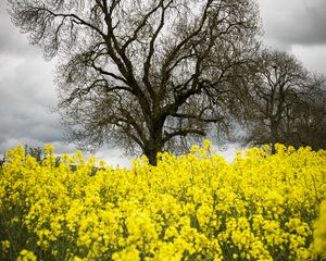 Preview wallpaper flowers, yellow, tree, nature, spring