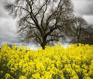 Preview wallpaper flowers, yellow, tree, nature, spring