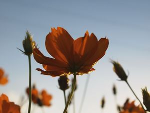 Preview wallpaper flowers, yellow, wild, plant, blooms, summer