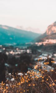 Preview wallpaper flowers, yellow, wild, nature, mountains