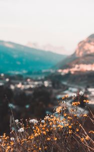 Preview wallpaper flowers, yellow, wild, nature, mountains