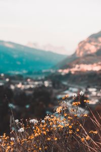 Preview wallpaper flowers, yellow, wild, nature, mountains