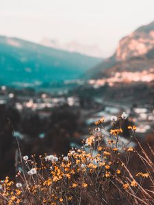 Preview wallpaper flowers, yellow, wild, nature, mountains