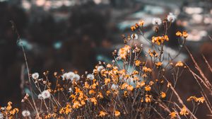 Preview wallpaper flowers, yellow, wild, nature, mountains
