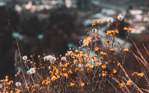 Preview wallpaper flowers, yellow, wild, nature, mountains