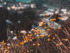 Preview wallpaper flowers, yellow, wild, nature, mountains